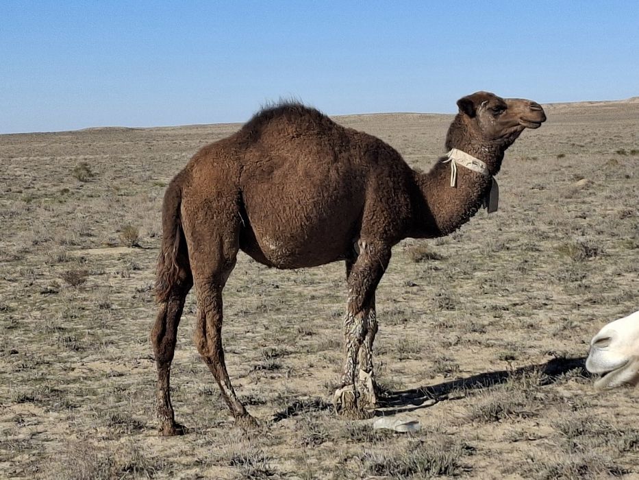 Лөкше сатылады хб