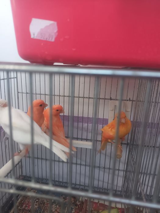 Pui canari  diferite culori