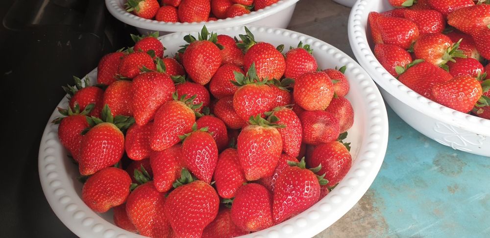 Koreyskiy Kinsberri shirin qulupnay(клубника)