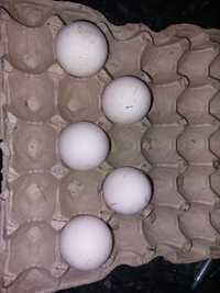 Инкубационые яйца павлина