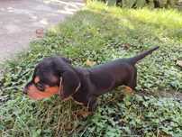 Pui teckel/dachshund femelă  negru cu pete de foc