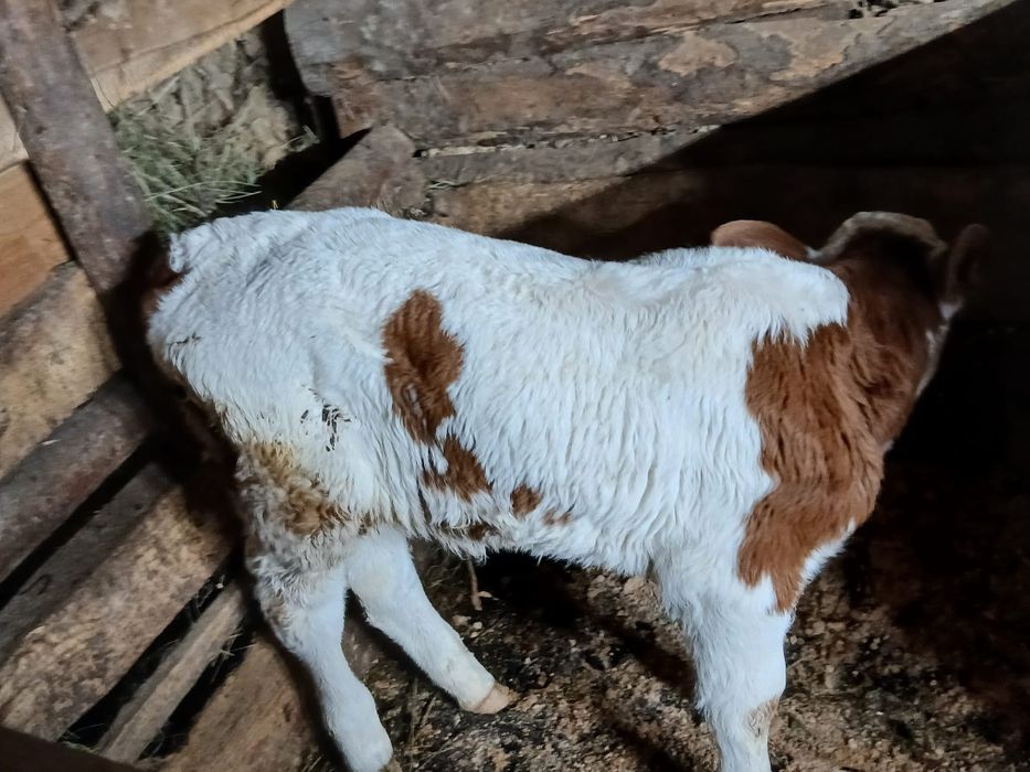 Vițică 2 săptămâni