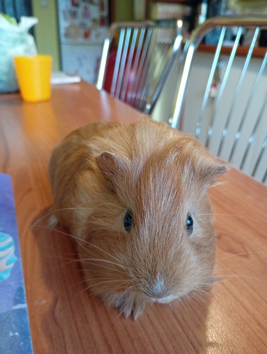 Porcușor de guineea