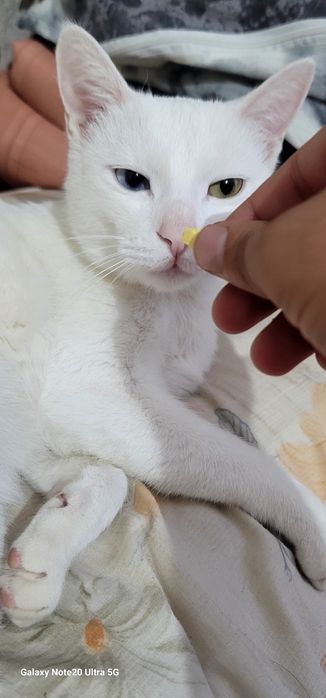 Turkish Angora  mushuk