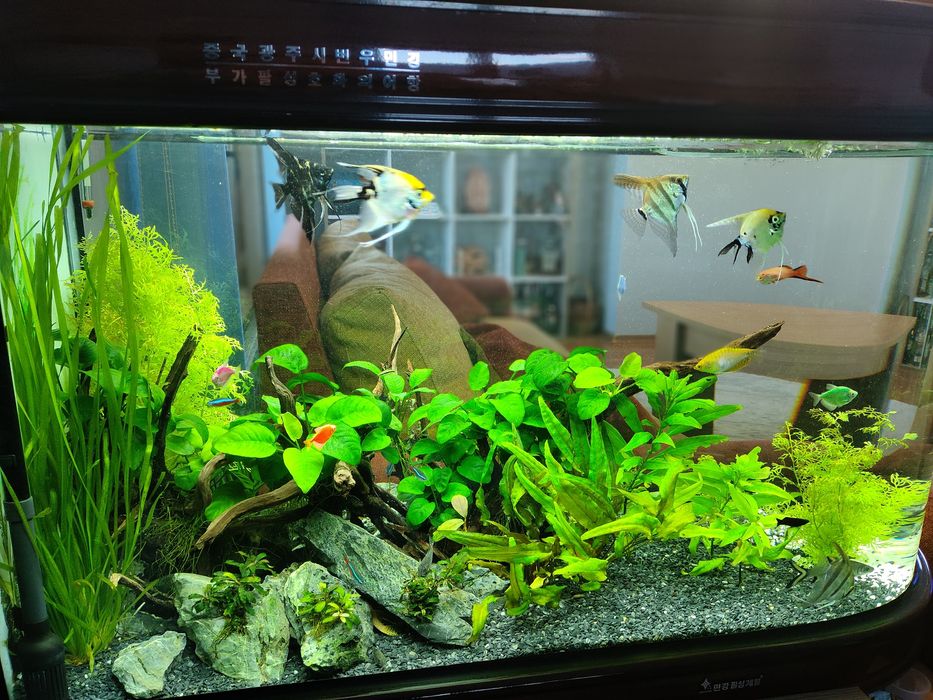 Аквариум с растения и рибки
