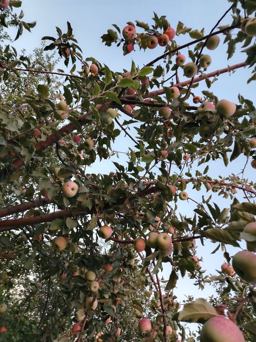 10 gektar bog' mevali olma olcha olhori bog'