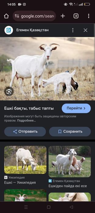 Ешки лагымен Жана туган