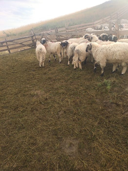 Berbeci cu certificat de origine