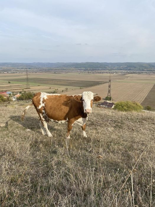 Vănd vaci mai multe detalii la telefon
