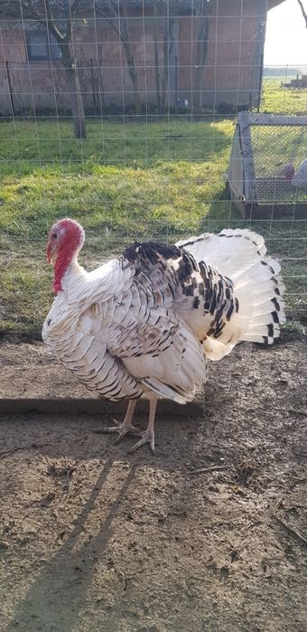 Curcani tineri de vănzare