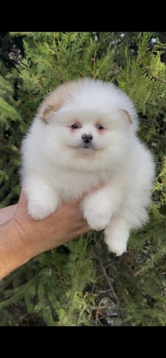 Померан померани