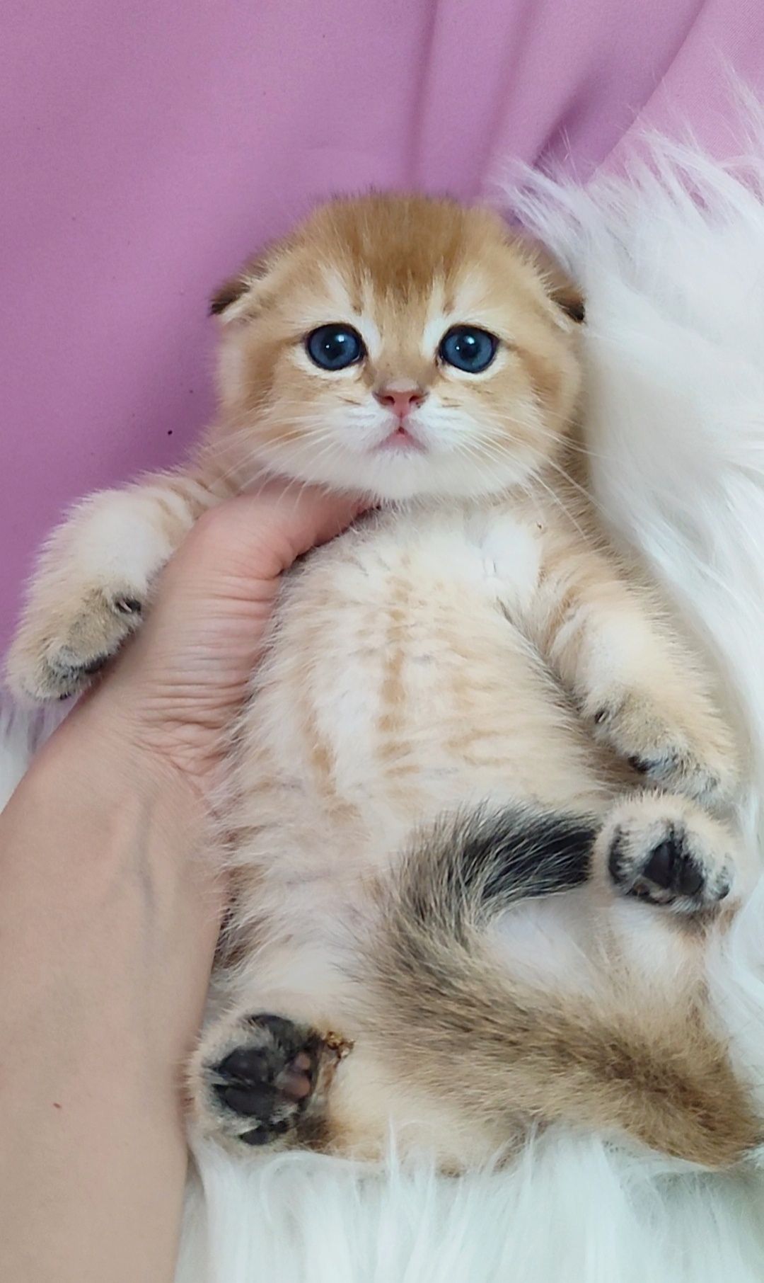 Золотая шиншилла фолд
