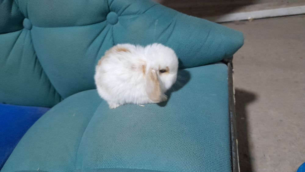 Продаётся декоративный карликовый кролик минилоп сплинт и сплинты