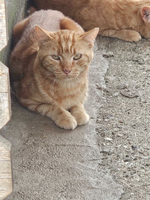 Urgent - adoptie motani Bucuresti