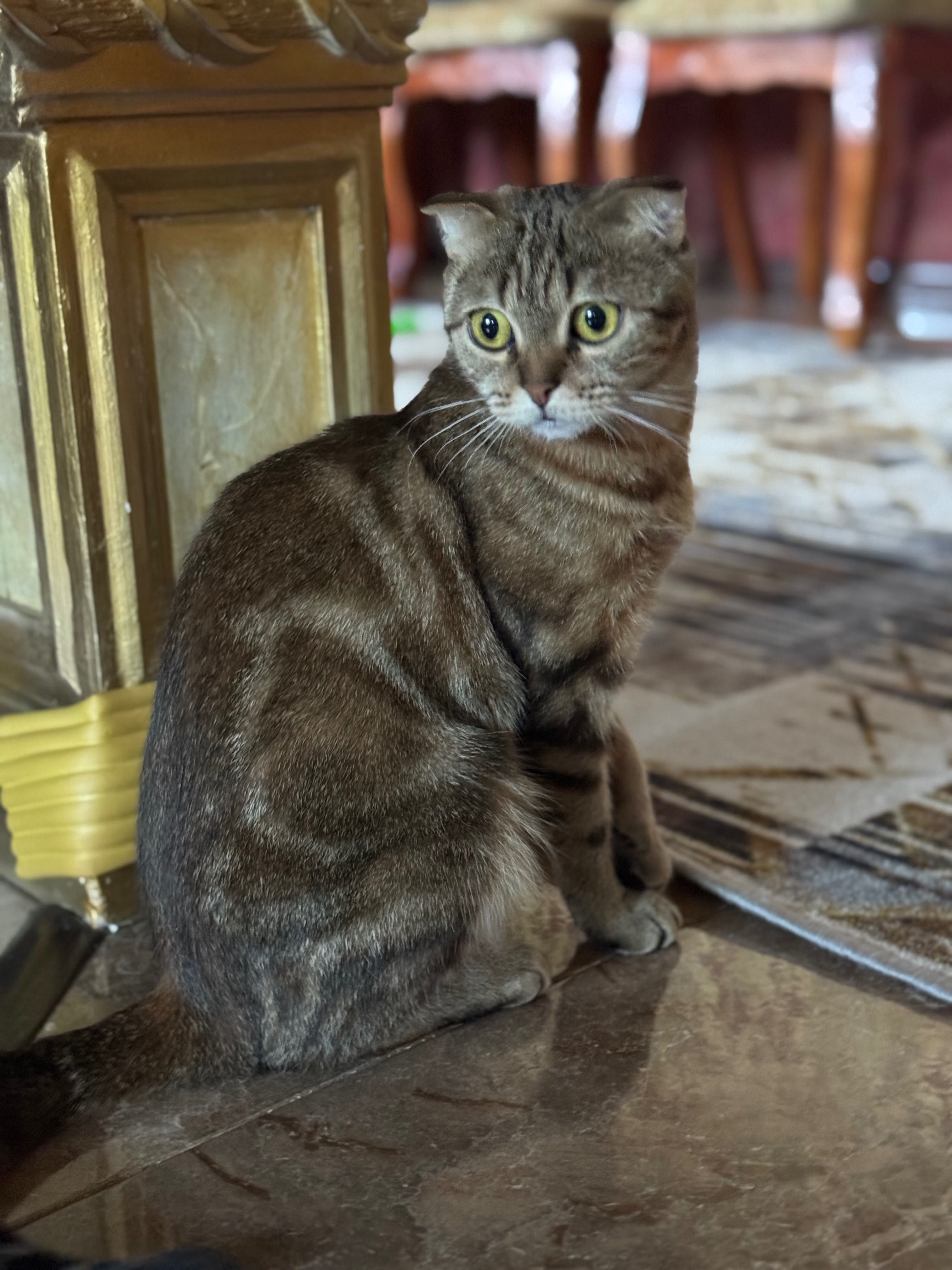 Отдам вислоухую шотландскую кошечку в хорошие руки