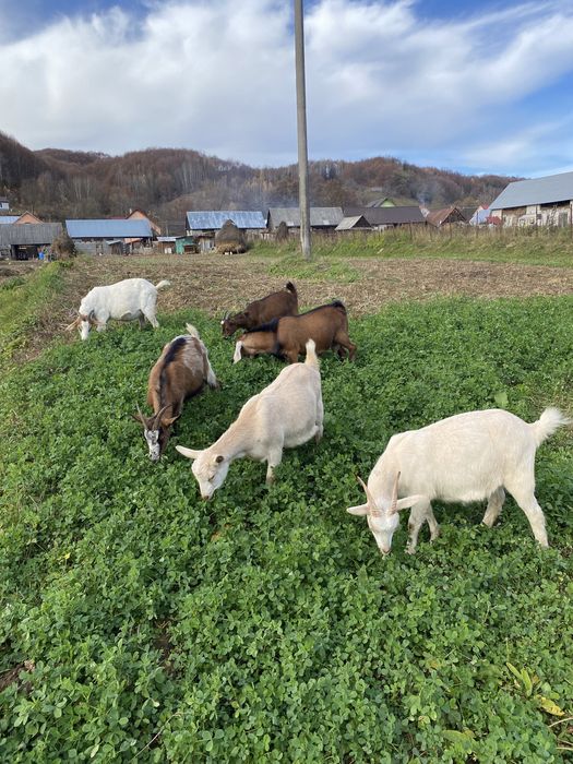 Vand iedute sanne si alpin montate cu anglo nubian