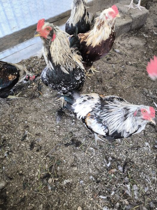 Cocosi Araucana si Rhode Island