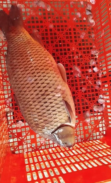 Tirik Sazan 100% moysiz 65.000 ming