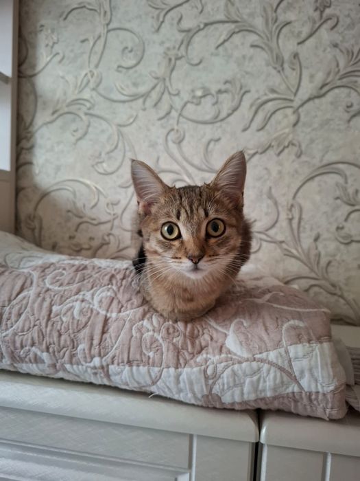 Котята крысоловы ищут хозяев