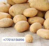 Семенной картофель, сорт Крона