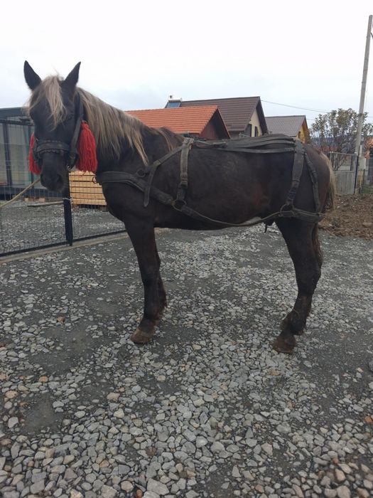 Vând cal castrat fără defecte 65 de milioane preț discutabil cu caruța