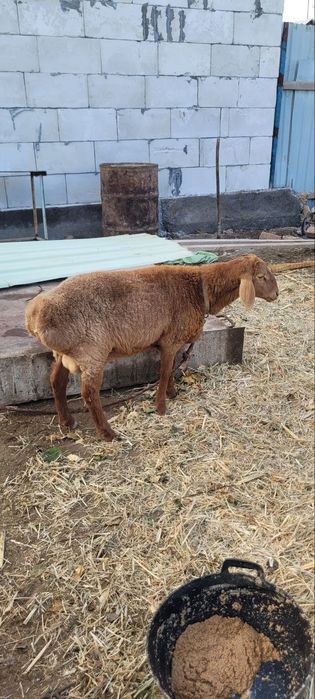 Кучкорча согом 420000