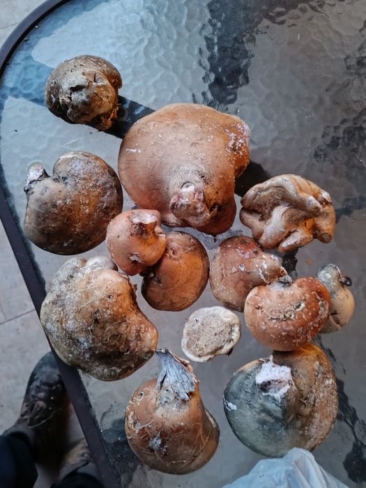 Vând ciuperci medicinale Ganoderma lucidum