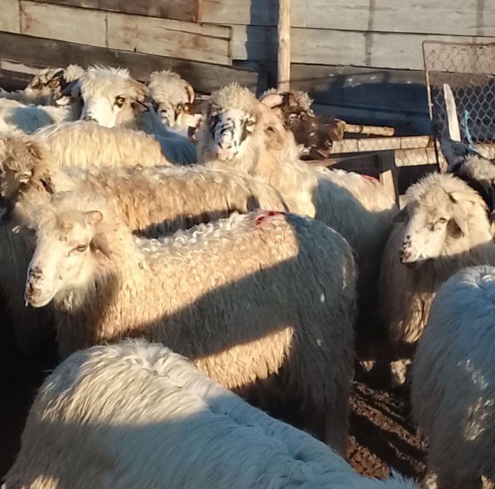 Doi berbecuți din primăvară