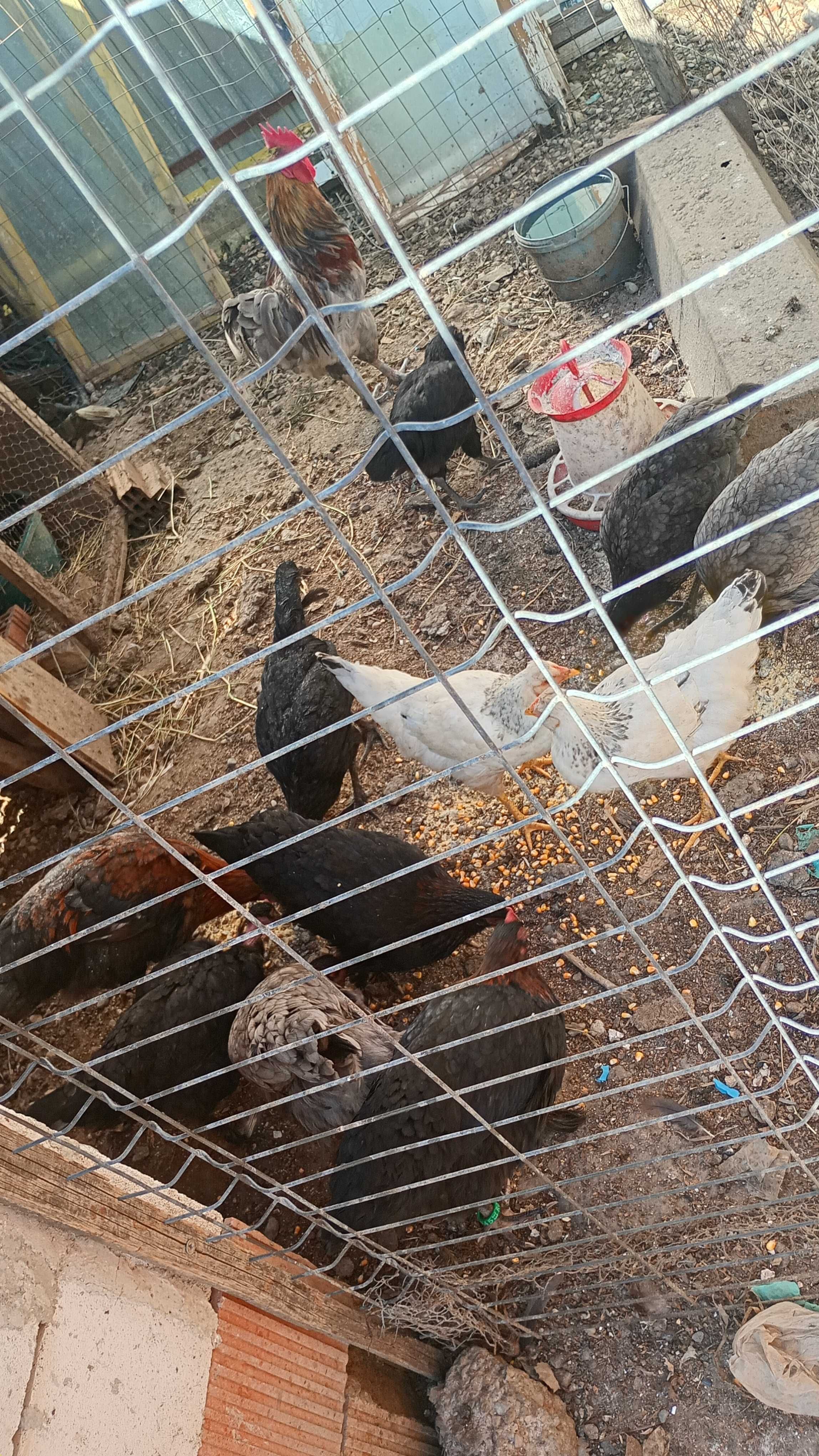 Pui Marans de vânzare pui Australorp Splash și pui olive