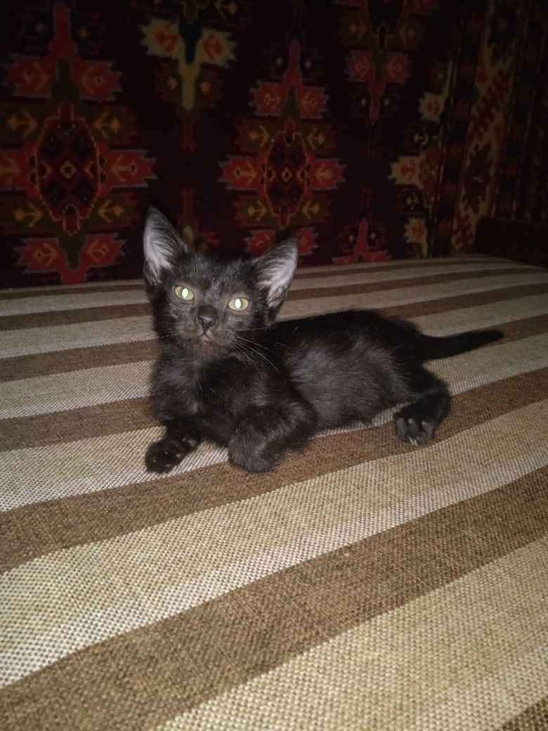 Продаются котята