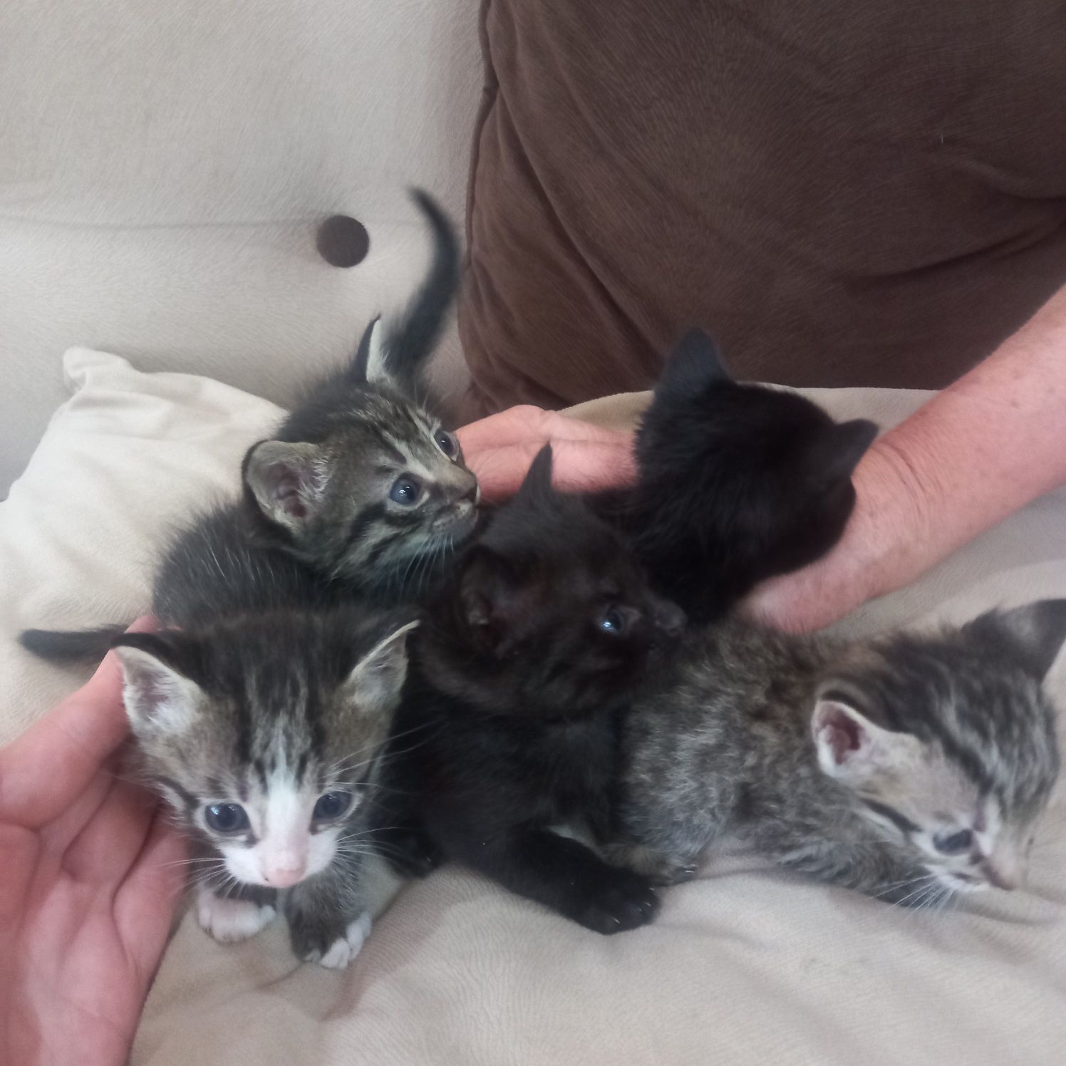 Котята домашние чистые, отдам в добрые руки.