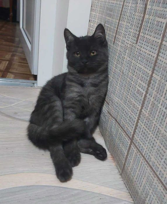 Котик ищет дом и любящих хозяев!