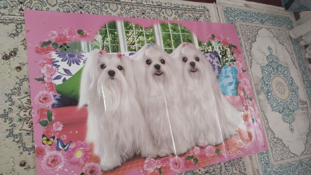 Продам плакаты новый