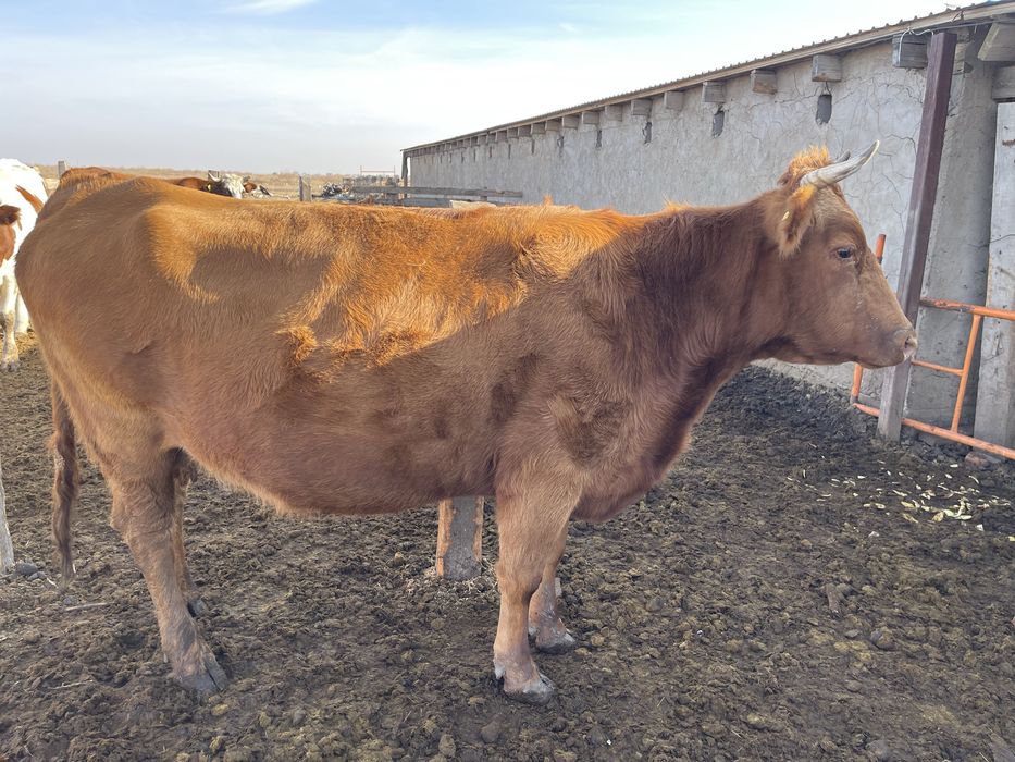 Продам корову на мясо