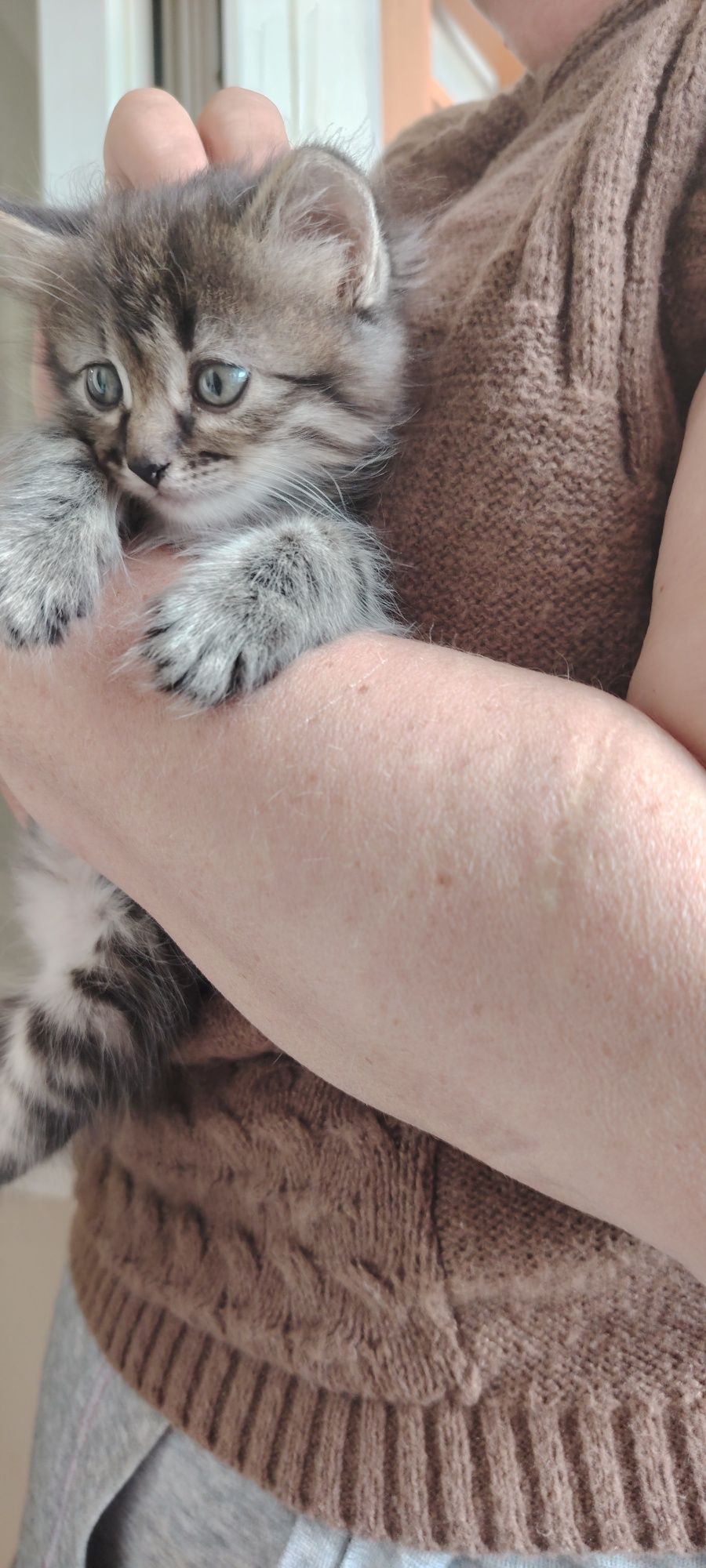 Отдам котёнка в добрые руки