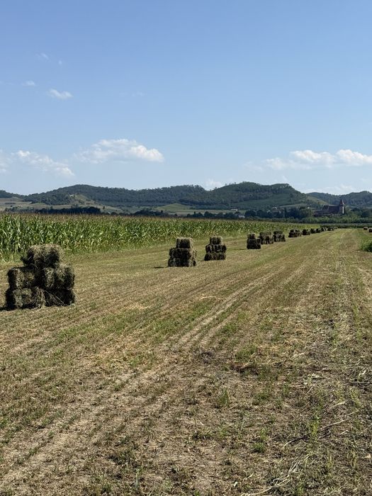 Vand baloti de lucerna mici dreptunghiulari
