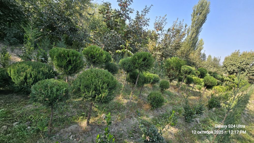 Чупа - чупс Можжевельник