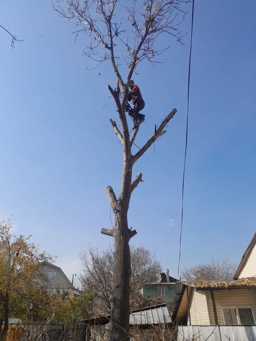 Спил деревьев Алматы