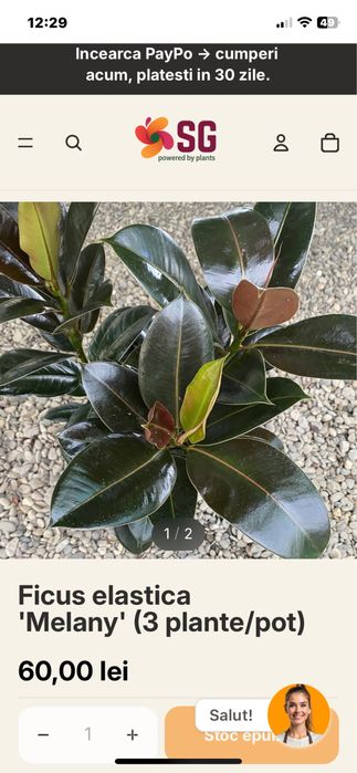 Ficus elastica cu frunze mici si lucioase rezultat din inradacinare