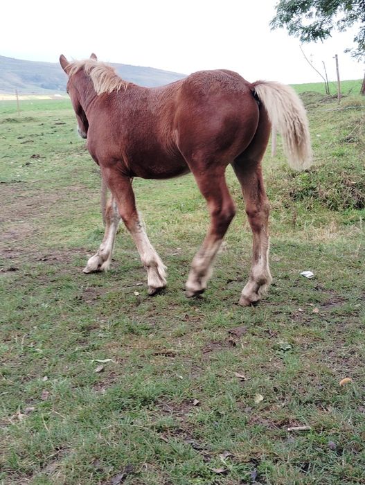 3 Mânzi contois de vânzare