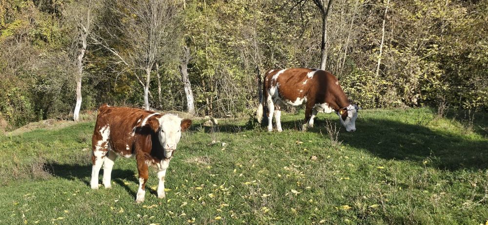 Vând vaca cu vitea