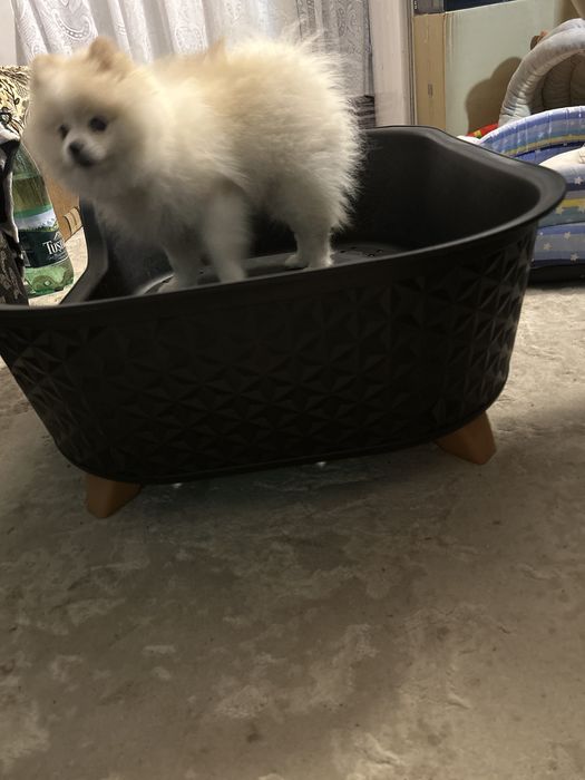 Patut pentru animale de companie