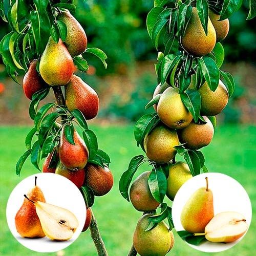 Pomi fructiferi  duo soiuri de Par