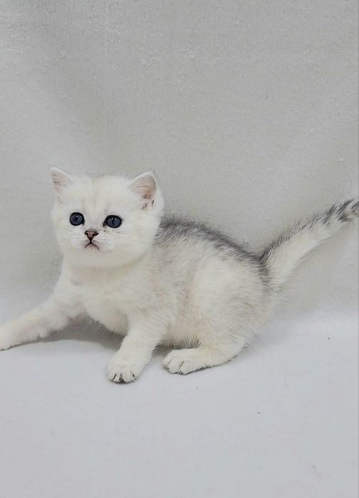 Скотиш страйт девочка серебристая шиншилла