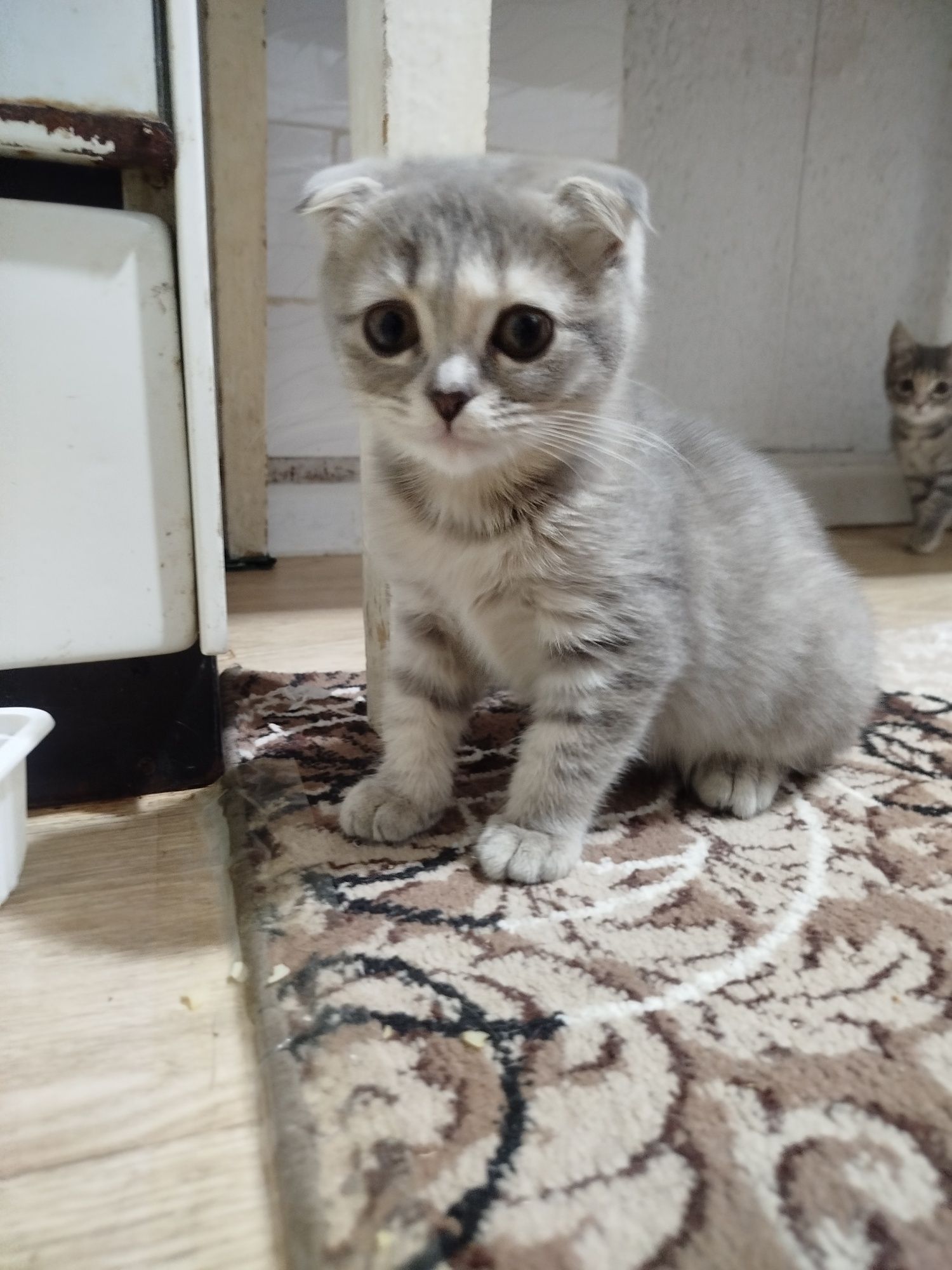 Продается котёнок