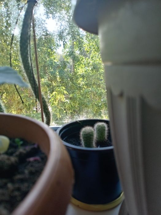 Комнатные растения