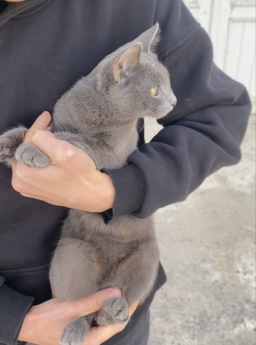 Scottish fold (zoti toza)