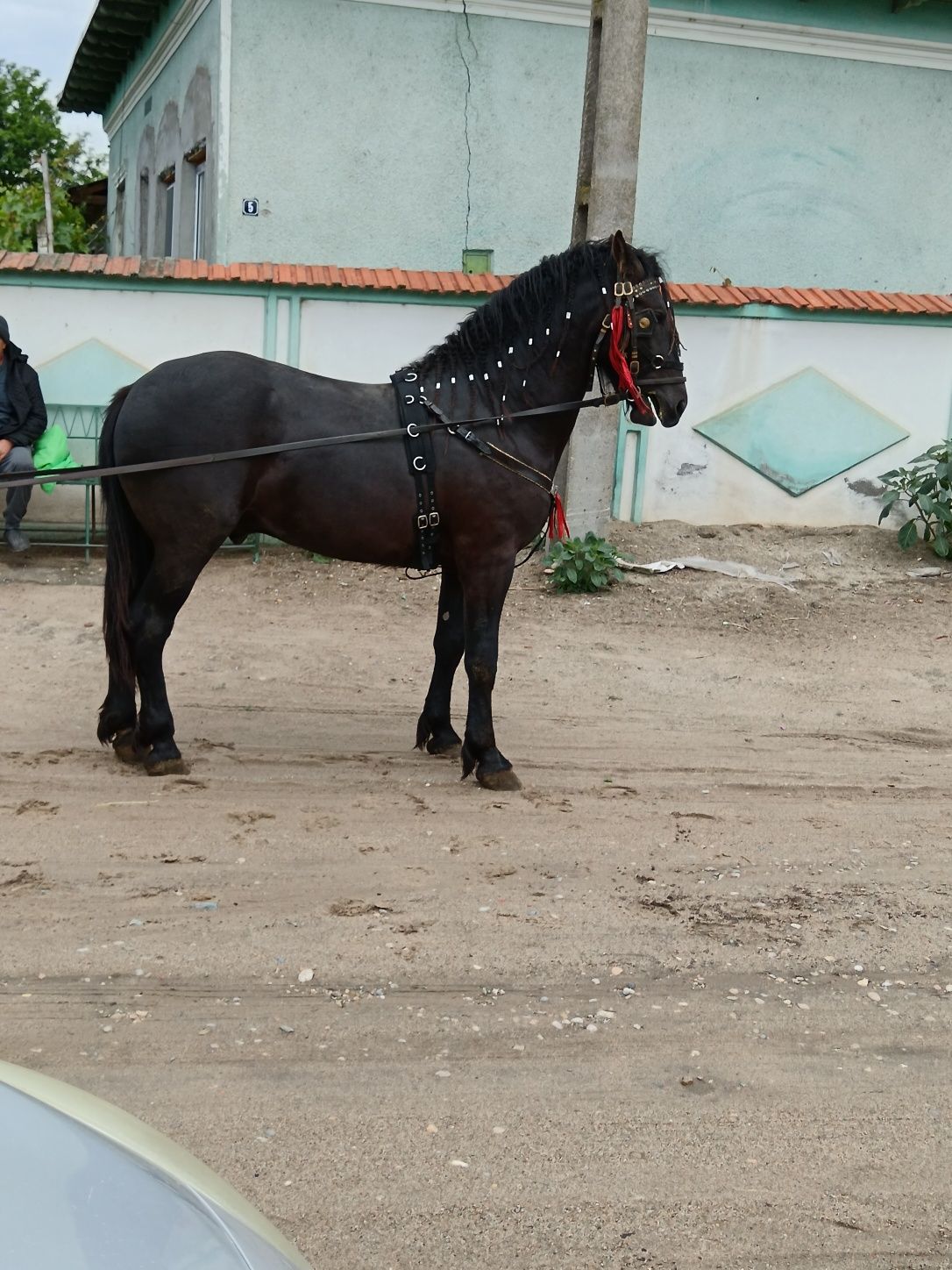 Armăsar metis Frizian 2 ani
