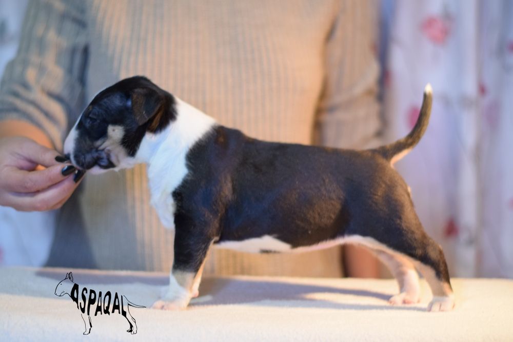 Bull terrieri cu pedigree, canisa ASPAQAL, rezultate f bune în expo