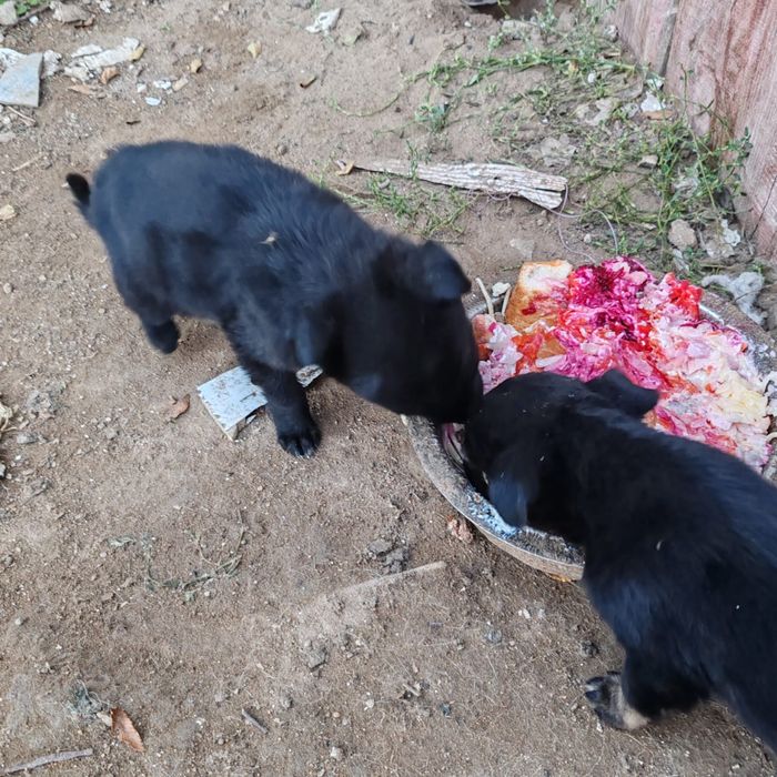 Отдам щенят дворняжки.